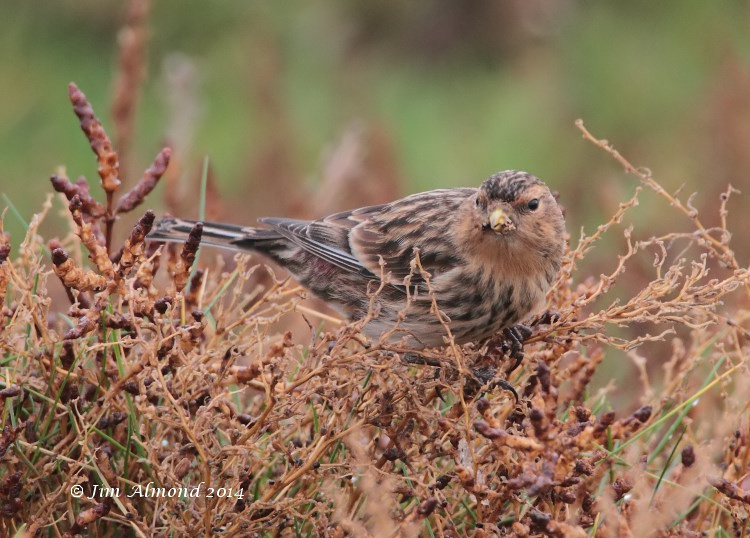 Twite side on cu Salthouse 9 11 14  IMG_2105